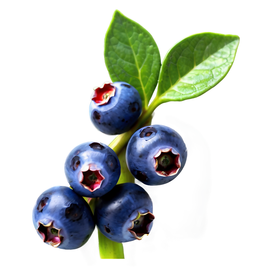 Wild Blueberry Bunch Png Efw56 PNG Image