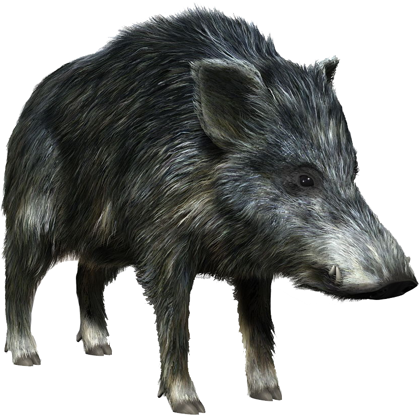 Wild Boar Illustration.png PNG Image