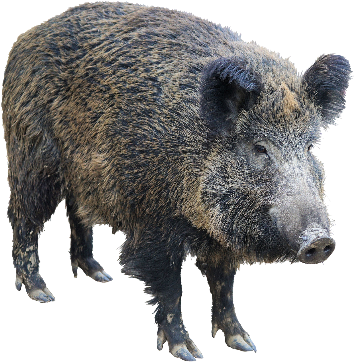 Wild Boar Isolatedon Transparent Background.png PNG Image