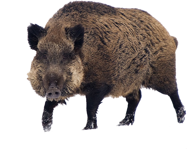 Wild Boar Standing Transparent Background.png PNG Image