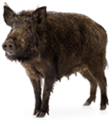 Wild Boar Standing Transparent Background.png PNG Image