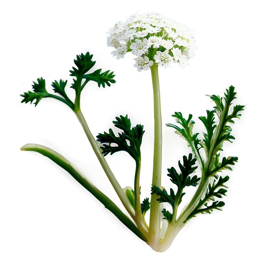 Wild Carrot Png Ynj11 PNG Image