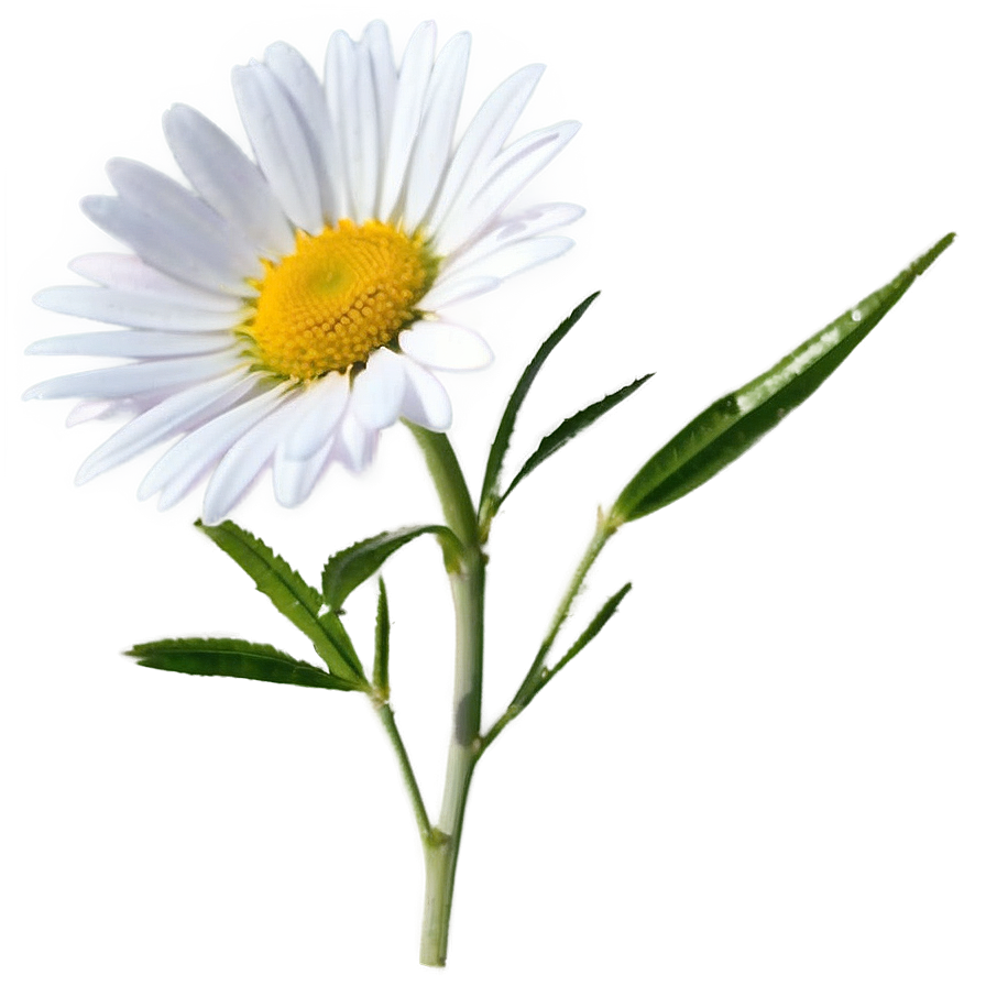 Wild Daisy Png 26 PNG Image