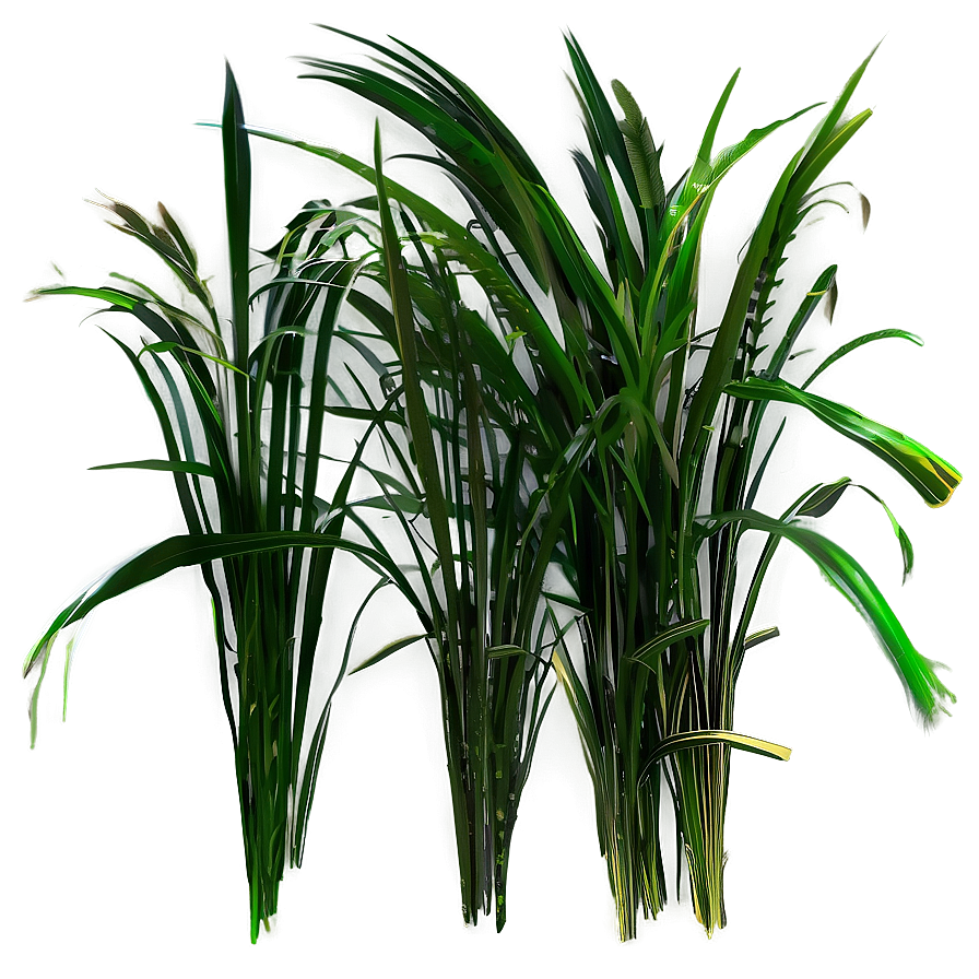 Wild Grass A PNG Image