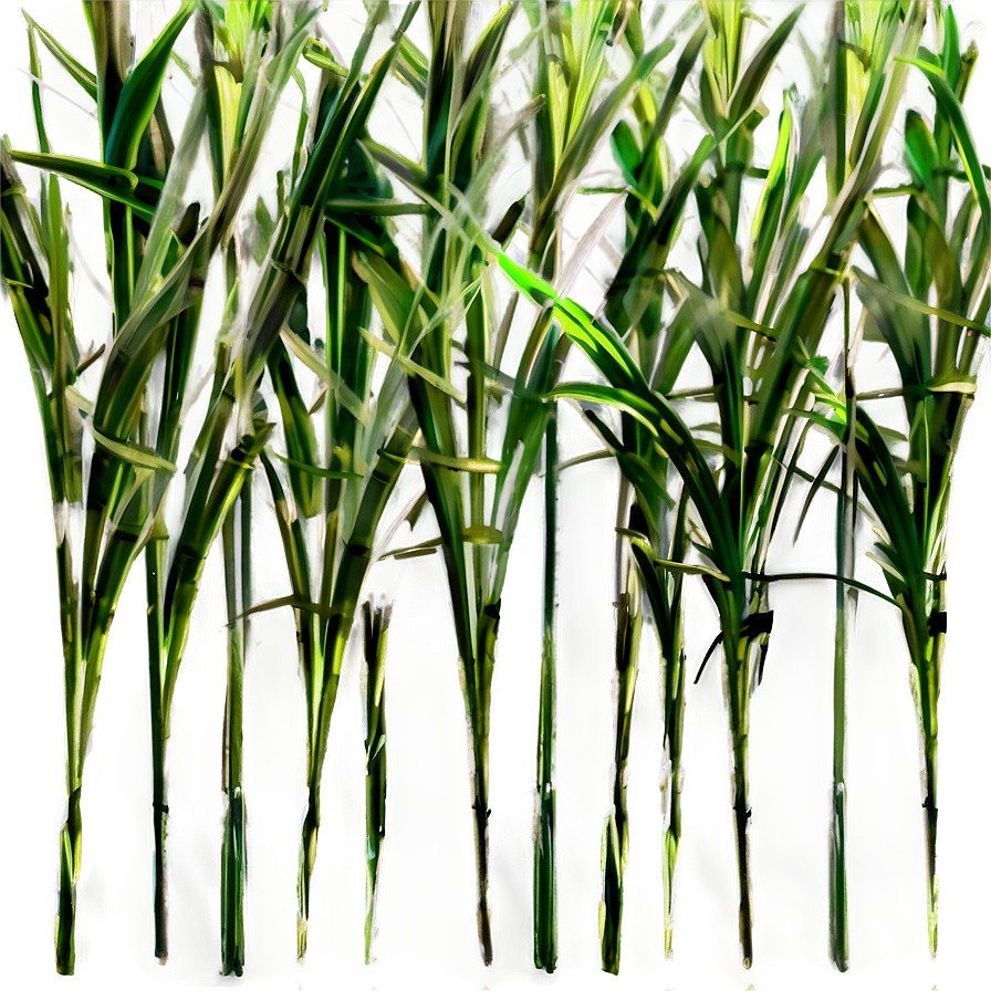 Wild Grass Texture Png 85 PNG Image