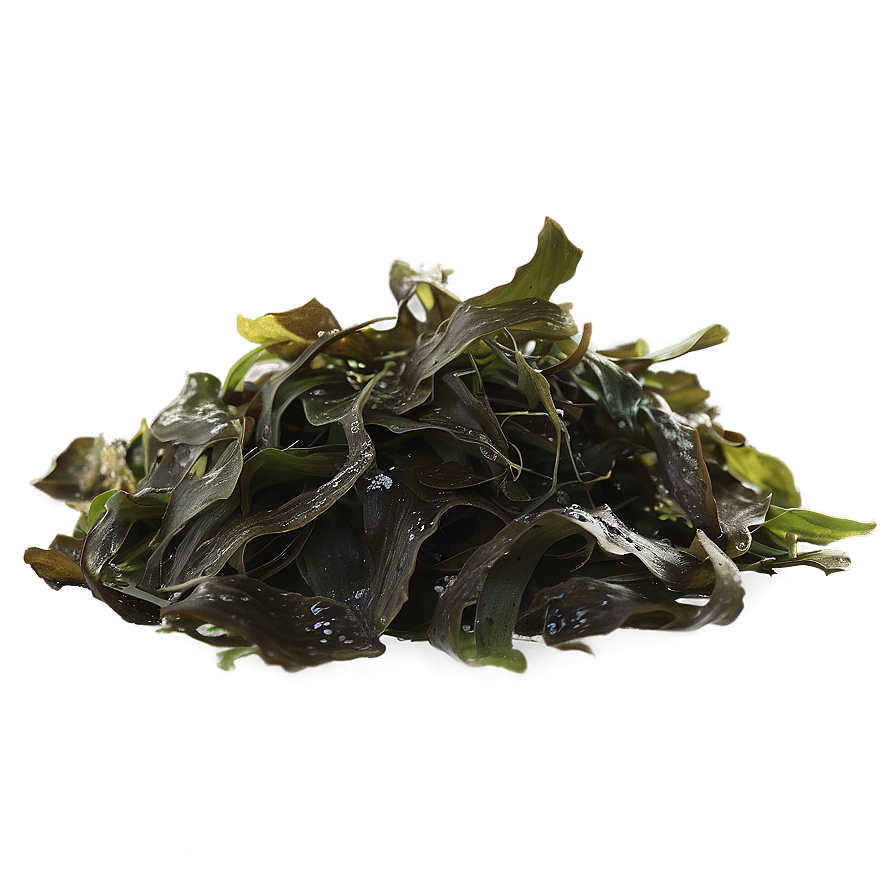 Wild Harvested Seaweed Png 05242024 PNG Image