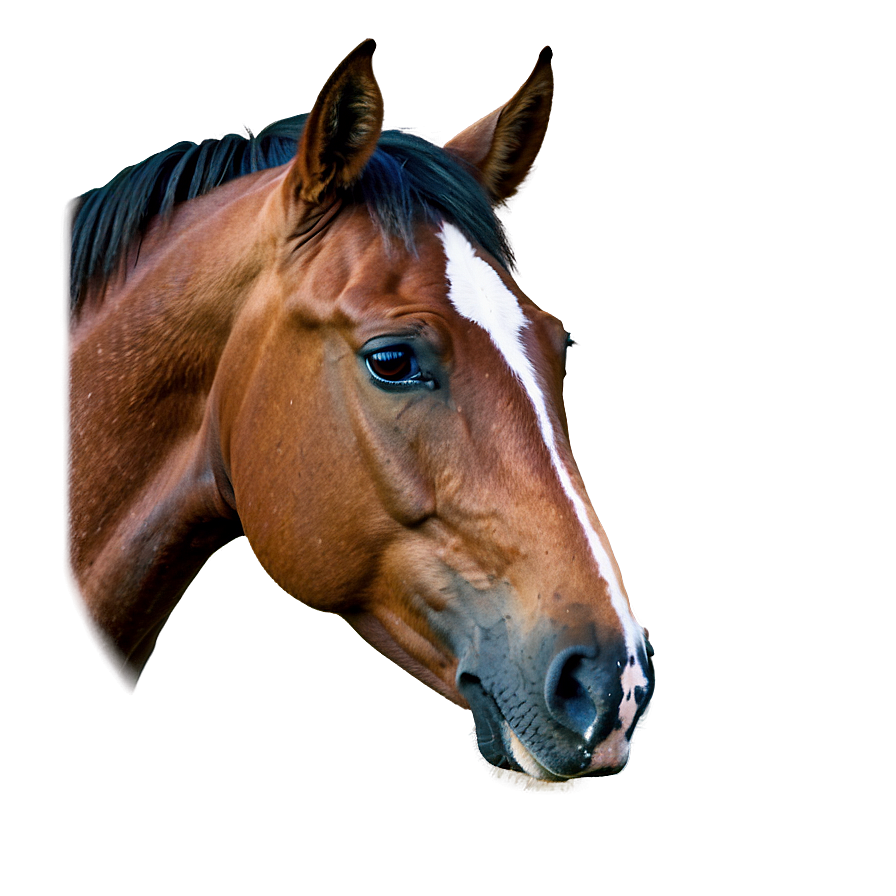 Wild Horse Head Portrait Png Tsp PNG Image