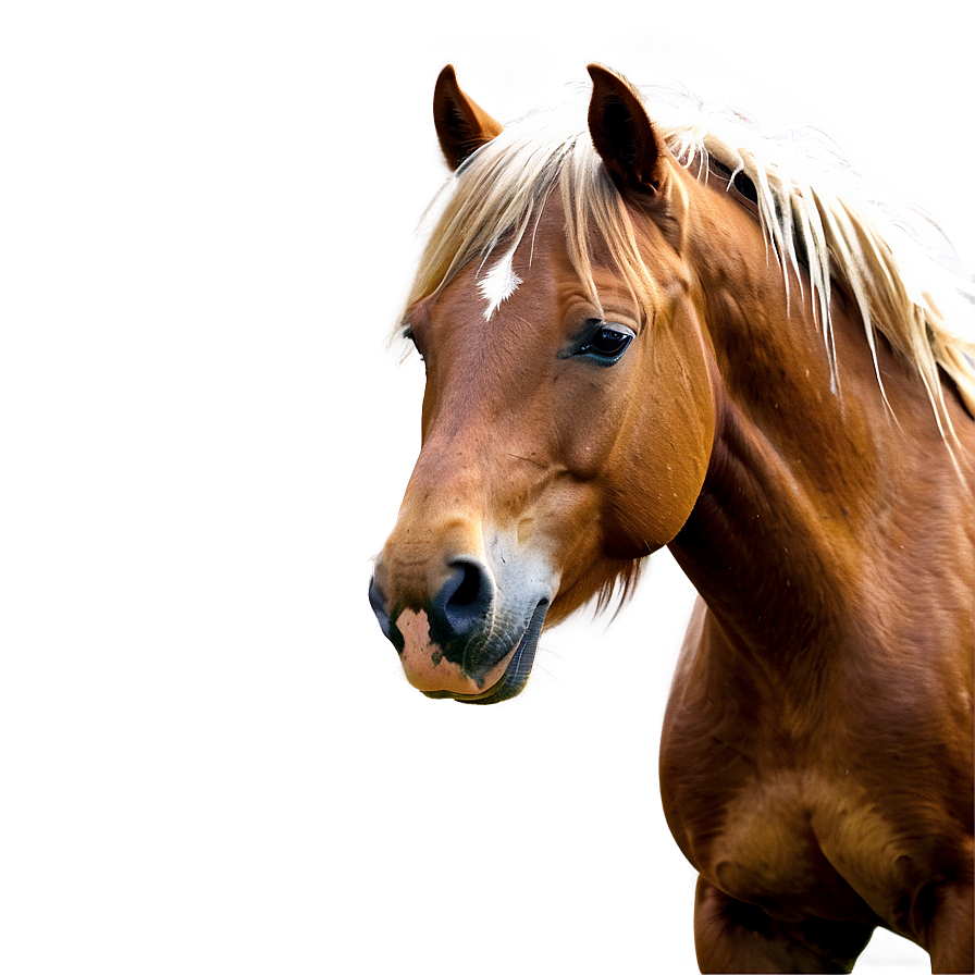 Wild Horse Png 24 PNG Image