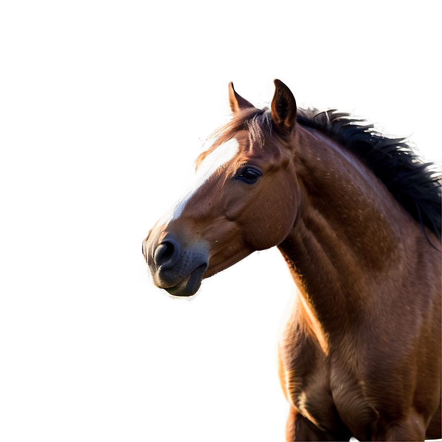 Wild Horse Png Xpt PNG Image