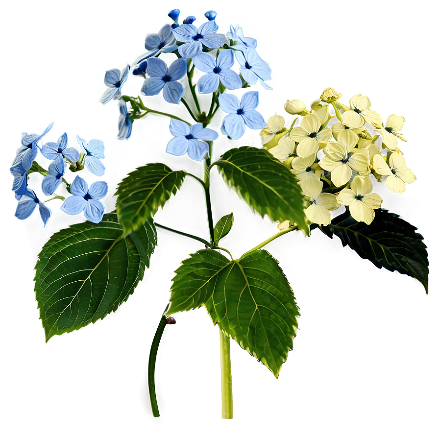 Wild Hydrangea Png 39 PNG Image