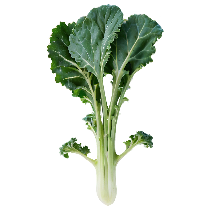 Wild Kale Png 63 PNG Image