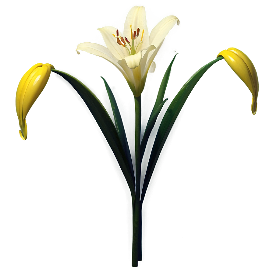 Wild Lily Flower Png 06272024 PNG Image