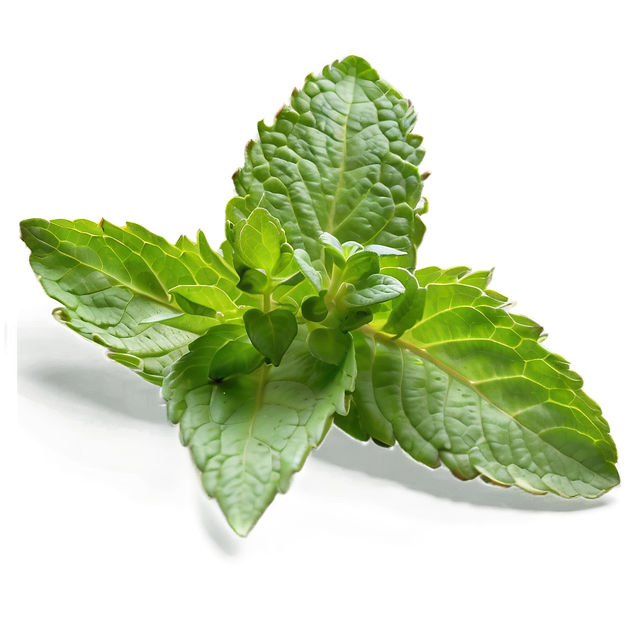 Wild Mint Leaves Png 71 PNG Image