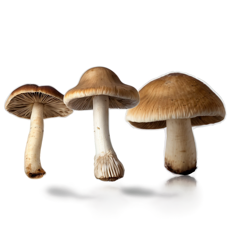 Wild Mushroom Png Hww PNG Image