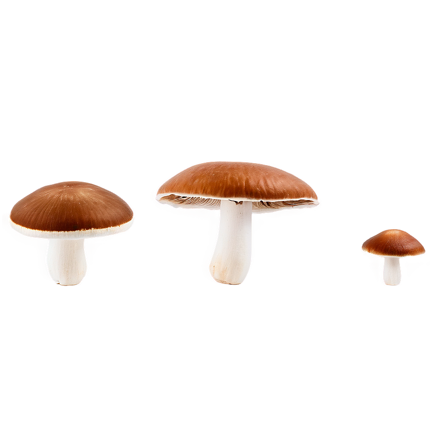 Wild Mushroom Png Tku PNG Image