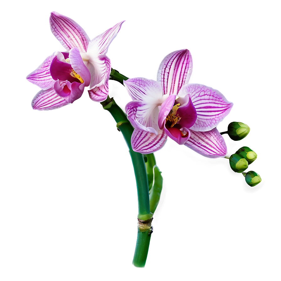 Wild Orchid Png 05242024 PNG Image