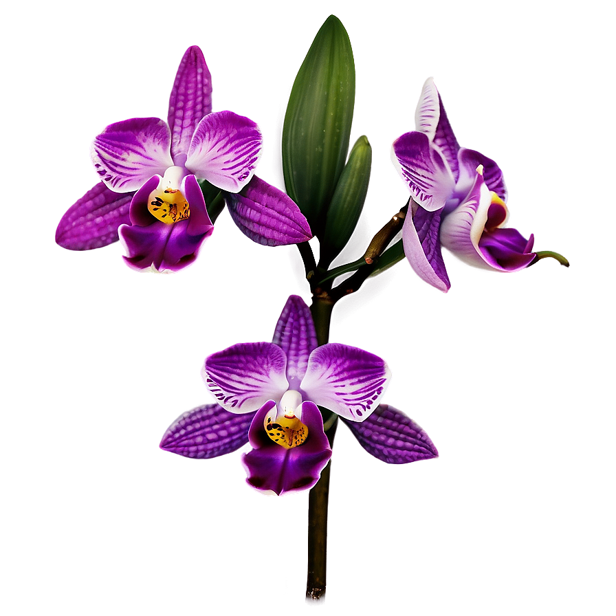 Wild Orchid Png 1 PNG Image