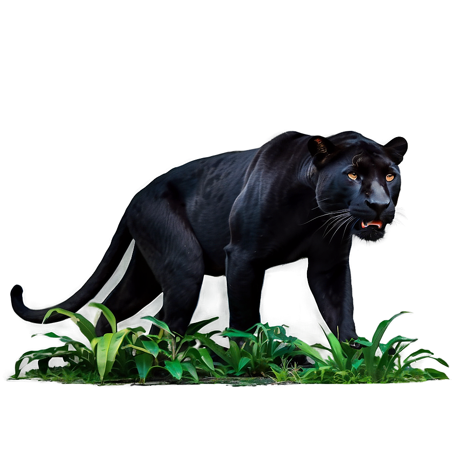 Wild Panthers In Jungle Png Khm PNG Image