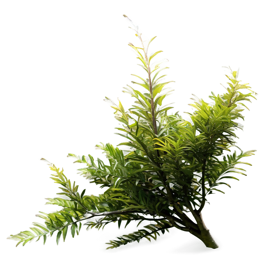 Wind-swept Bush Png 74 PNG Image