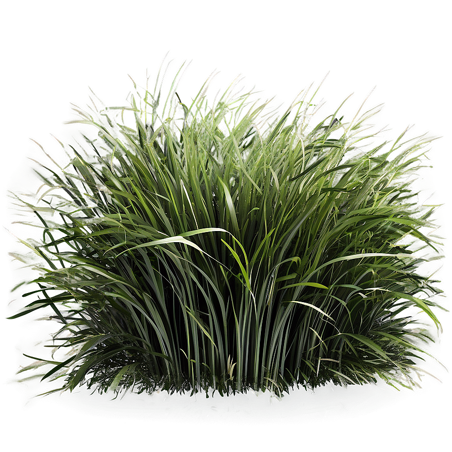 Windblown Grass Field Png 82 PNG Image