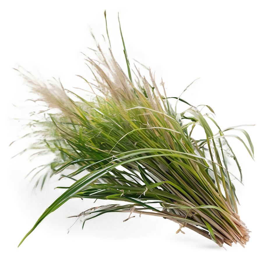 Windblown Grass Field Png Dop PNG Image