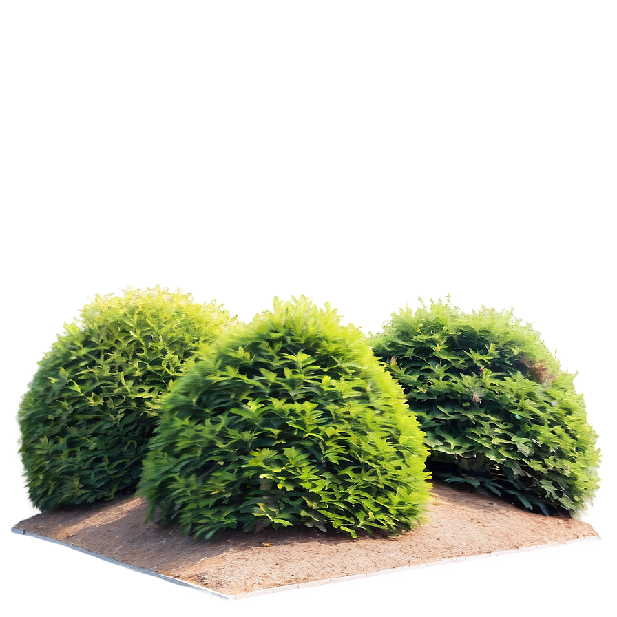 Windbreak Shrubs Png Nmo38 PNG Image