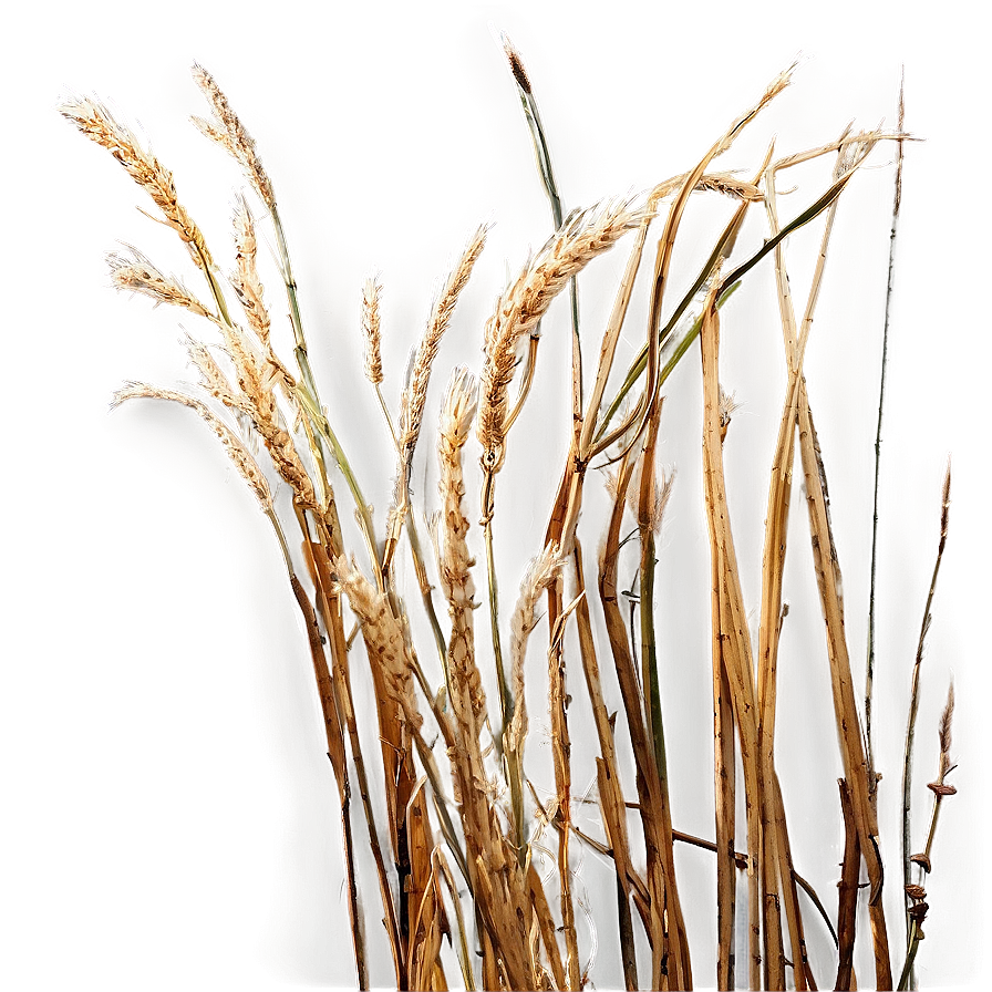 Windswept Dry Grass Png Rih95 PNG Image