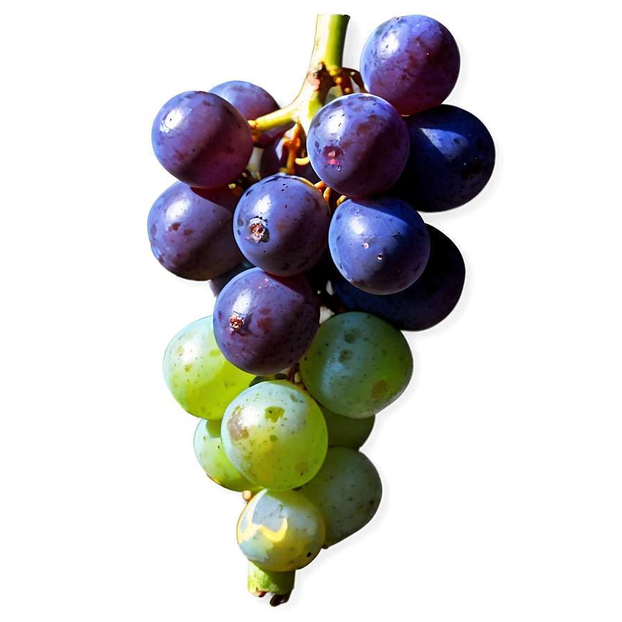 Wine Grape Png Mij61 PNG Image