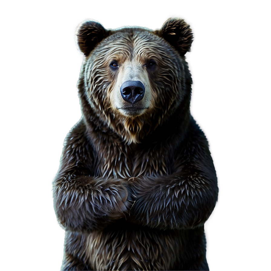 Winter Bear Png 28 PNG Image