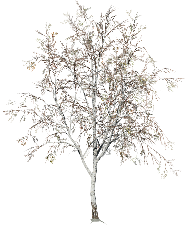 Winter Birch Tree Snowless Branches PNG Image