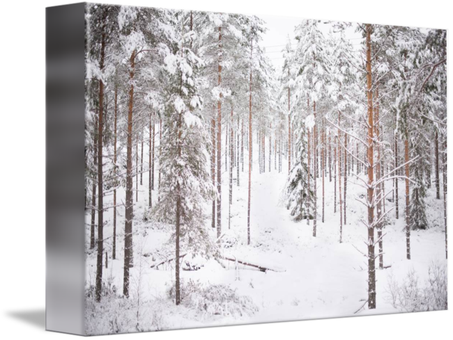 Winter Forest Snow Covered Trees PNG Image