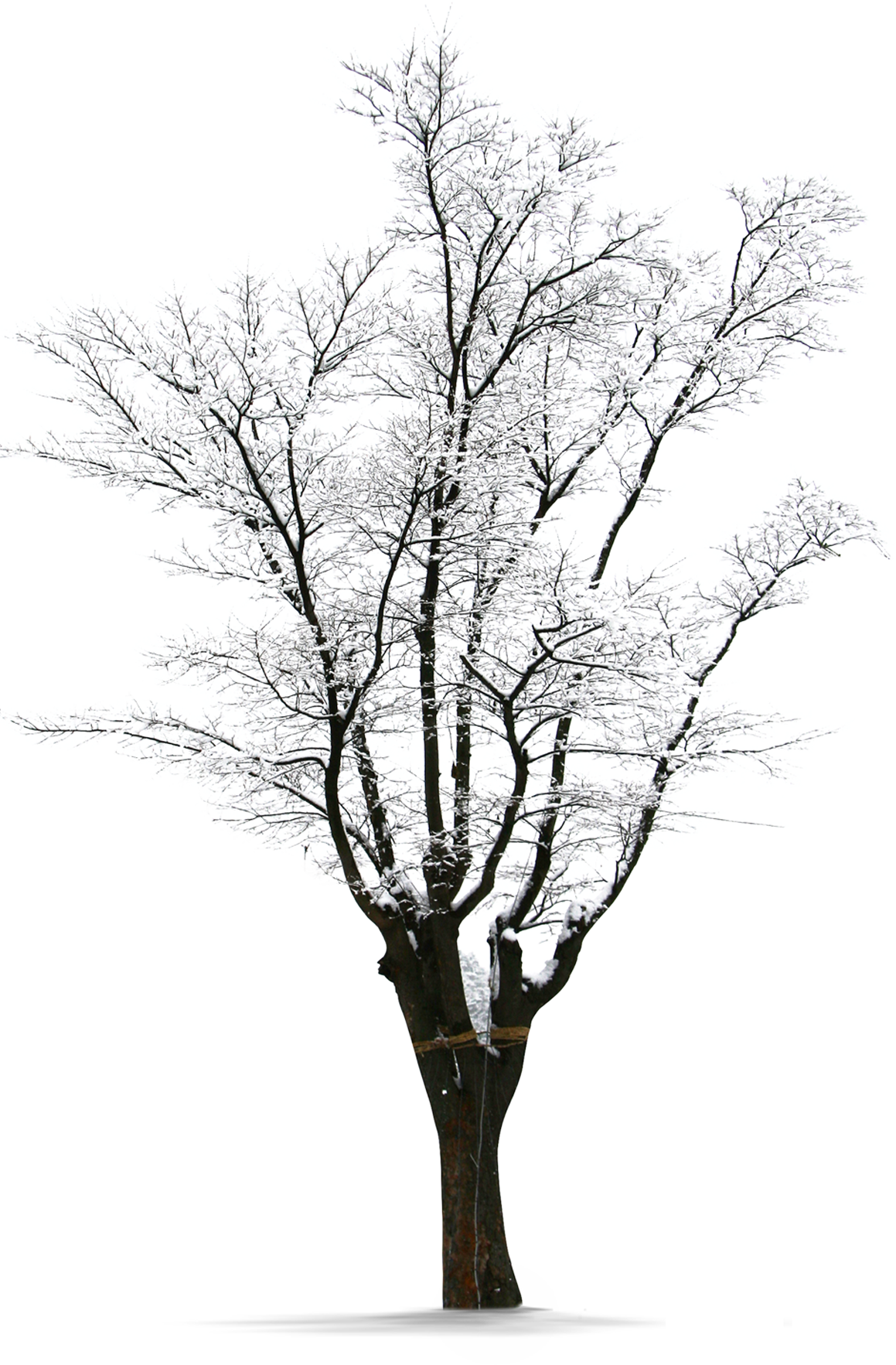 Winter Frosted Tree Silhouette PNG Image