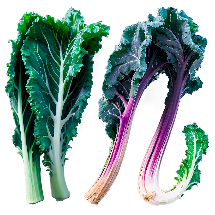 Winter Kale Png 06252024 PNG Image