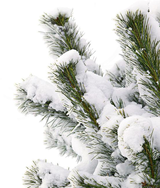 Winter Pine Branches Coveredin Snow PNG Image