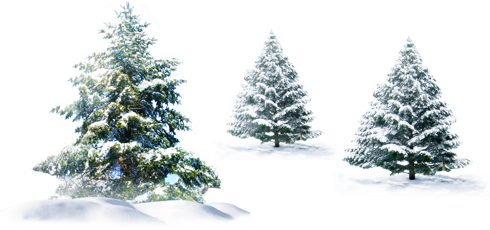 Winter Pine Trees Coveredin Snow PNG Image