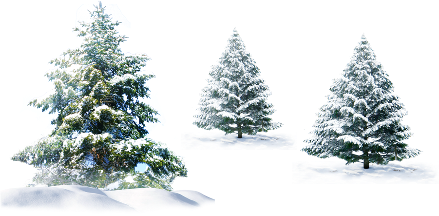 Winter Pine Trees Coveredin Snow PNG Image