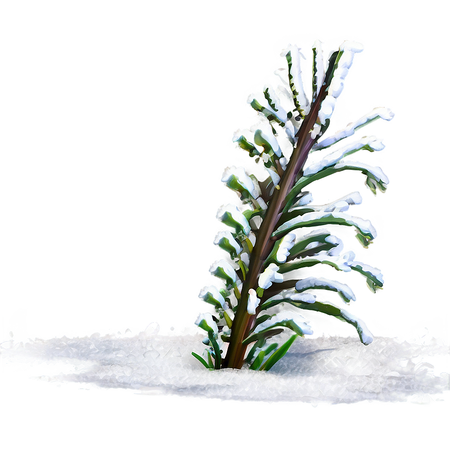 Winter Plants Png 05042024 PNG Image