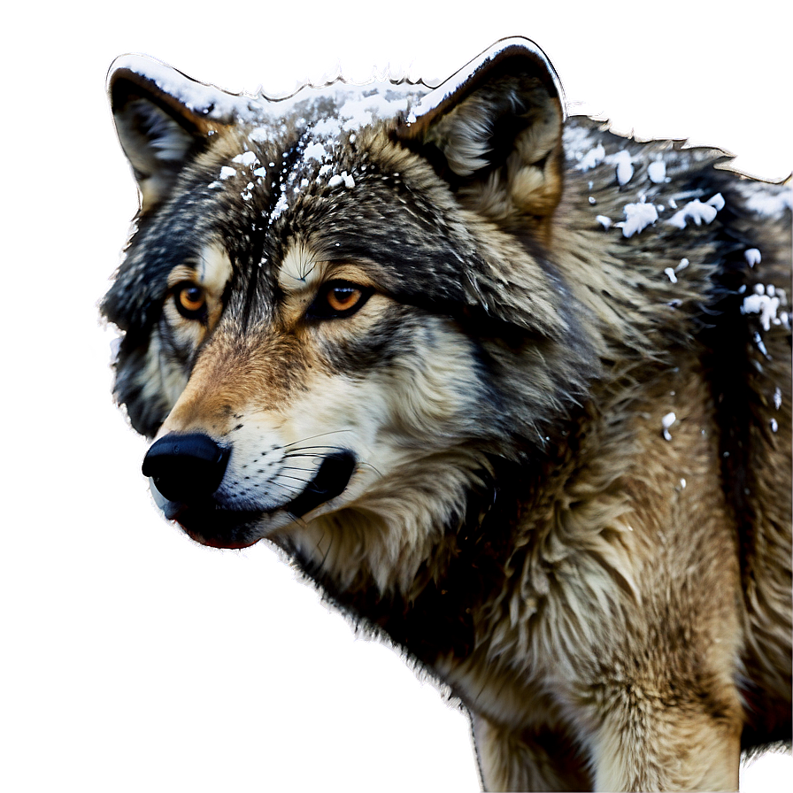 Winter Wolf In Snowfall Png 71 PNG Image