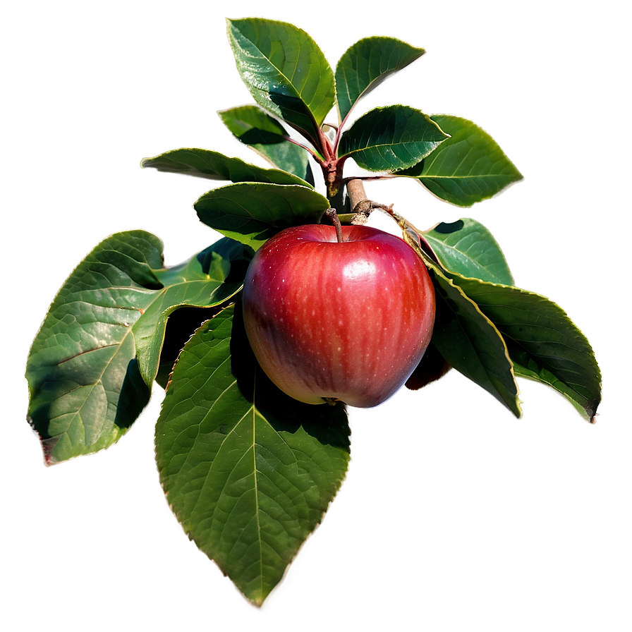 Wisconsin Apple Orchard Png Jjy97 PNG Image