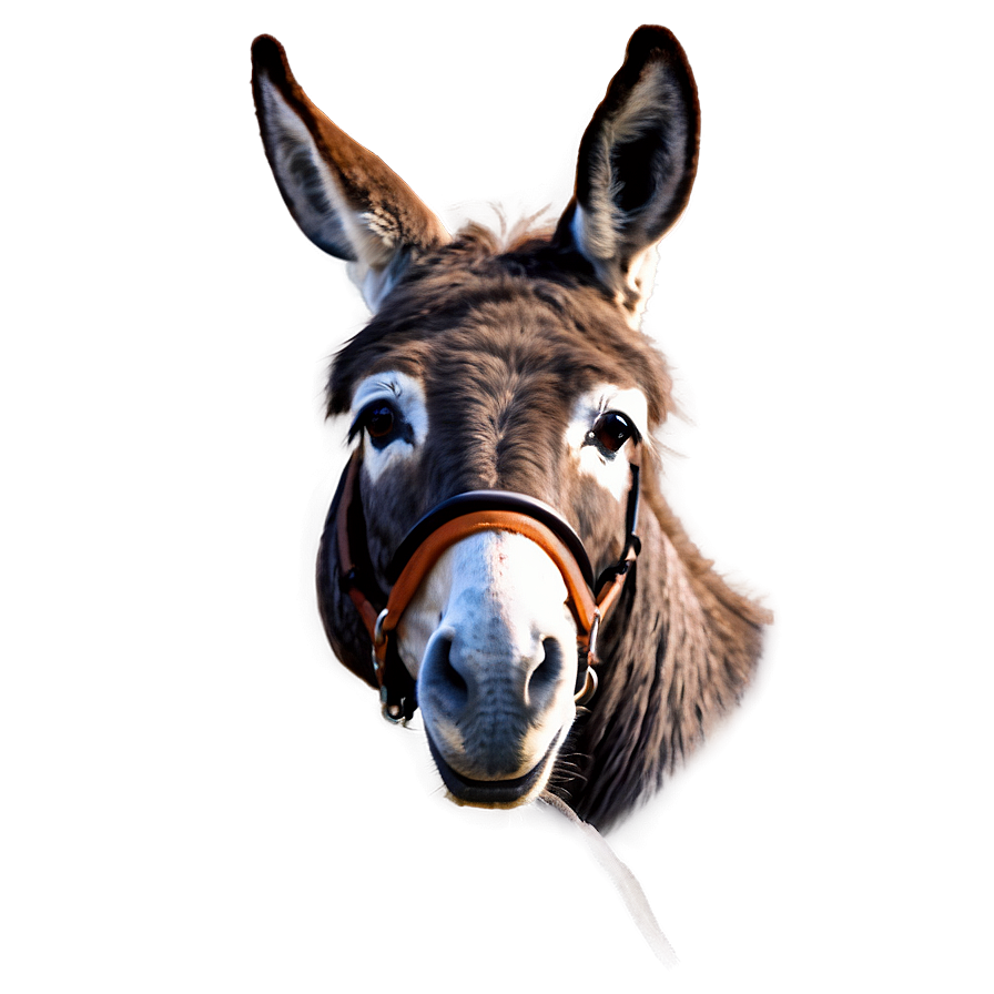 Wise Old Donkey Png Sda50 PNG Image