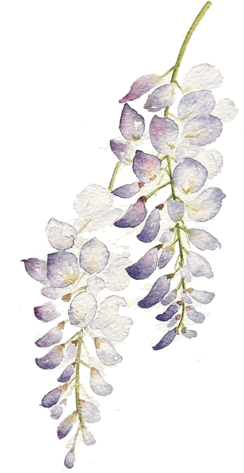 Wisteria Watercolor Floral Art PNG Image