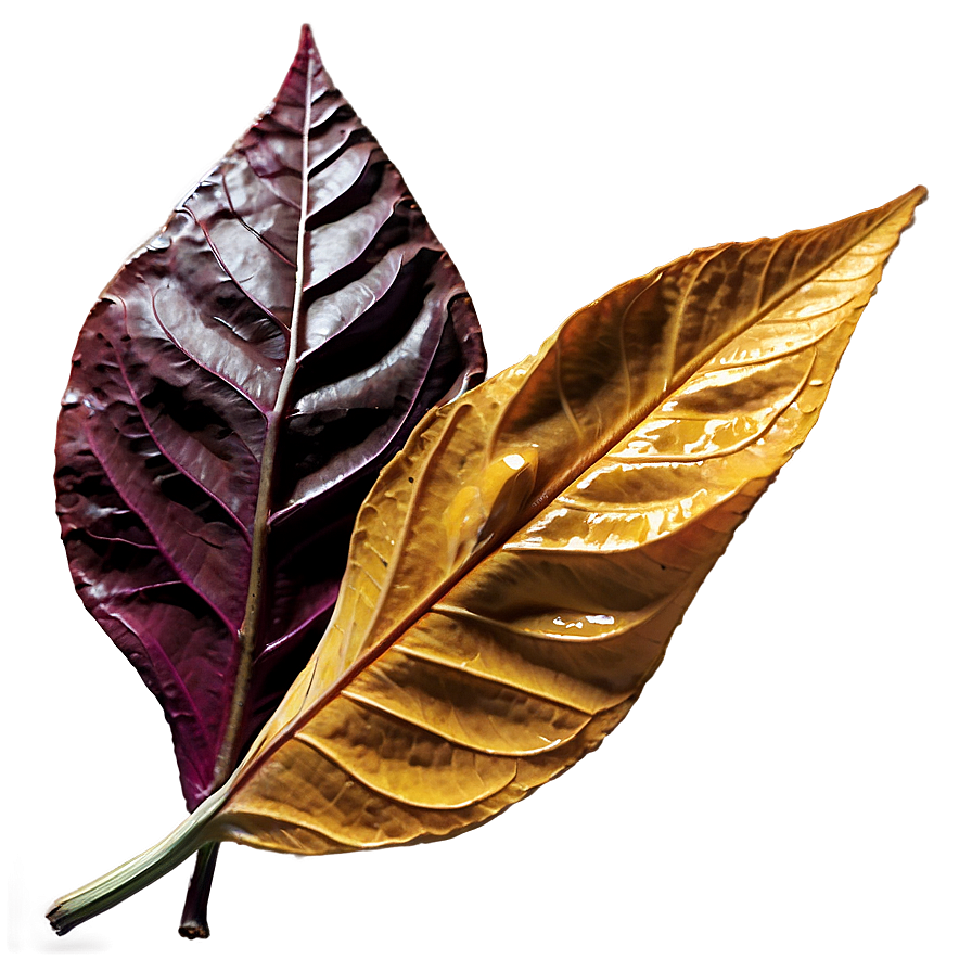 Withered Fall Leaf Png Nim77 PNG Image