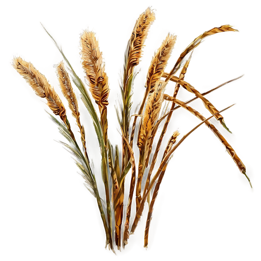 Withered Grass Png 91 PNG Image