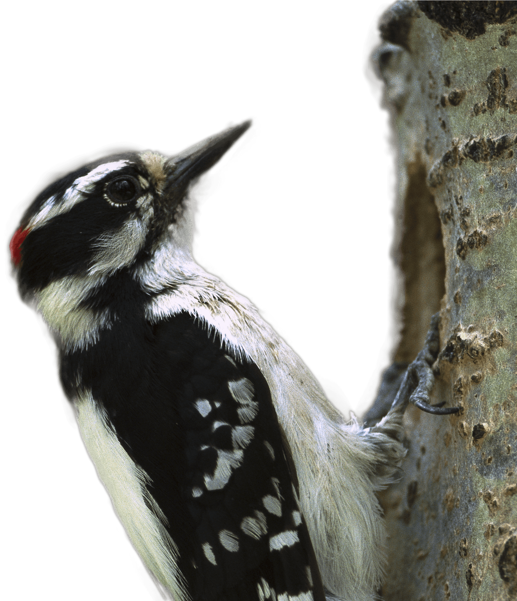 Woodpecker Clinging To Tree PNG Image