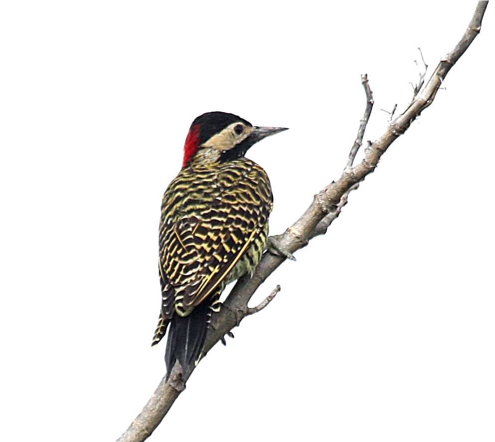 Woodpecker_ Perched_on_ Branch.png PNG Image