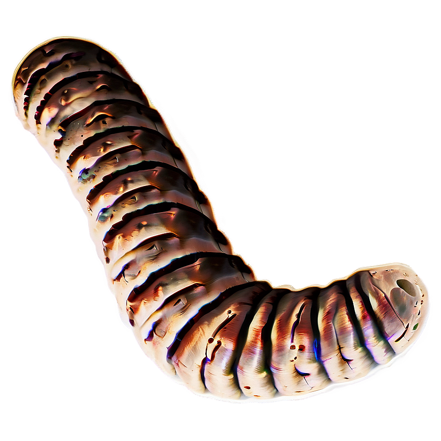 Worm In Soil Profile Png 05242024 PNG Image