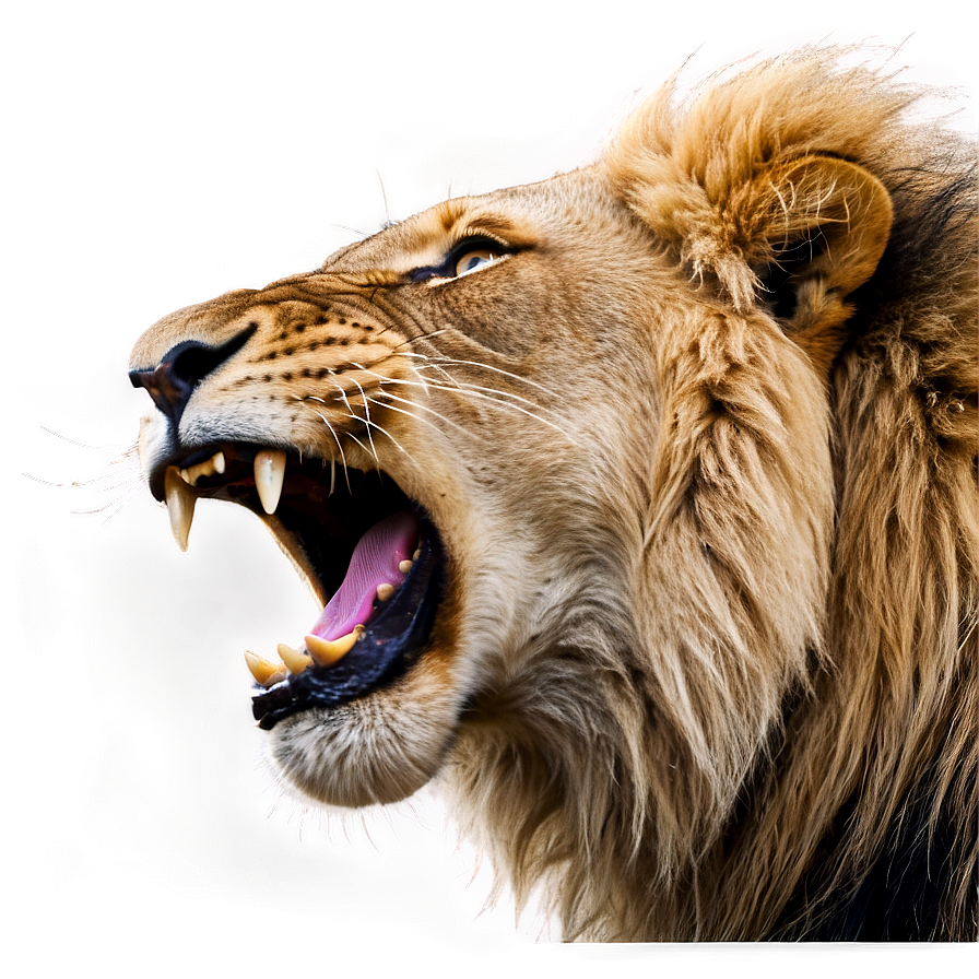 Yelling Lion Roar Png 06282024 PNG Image