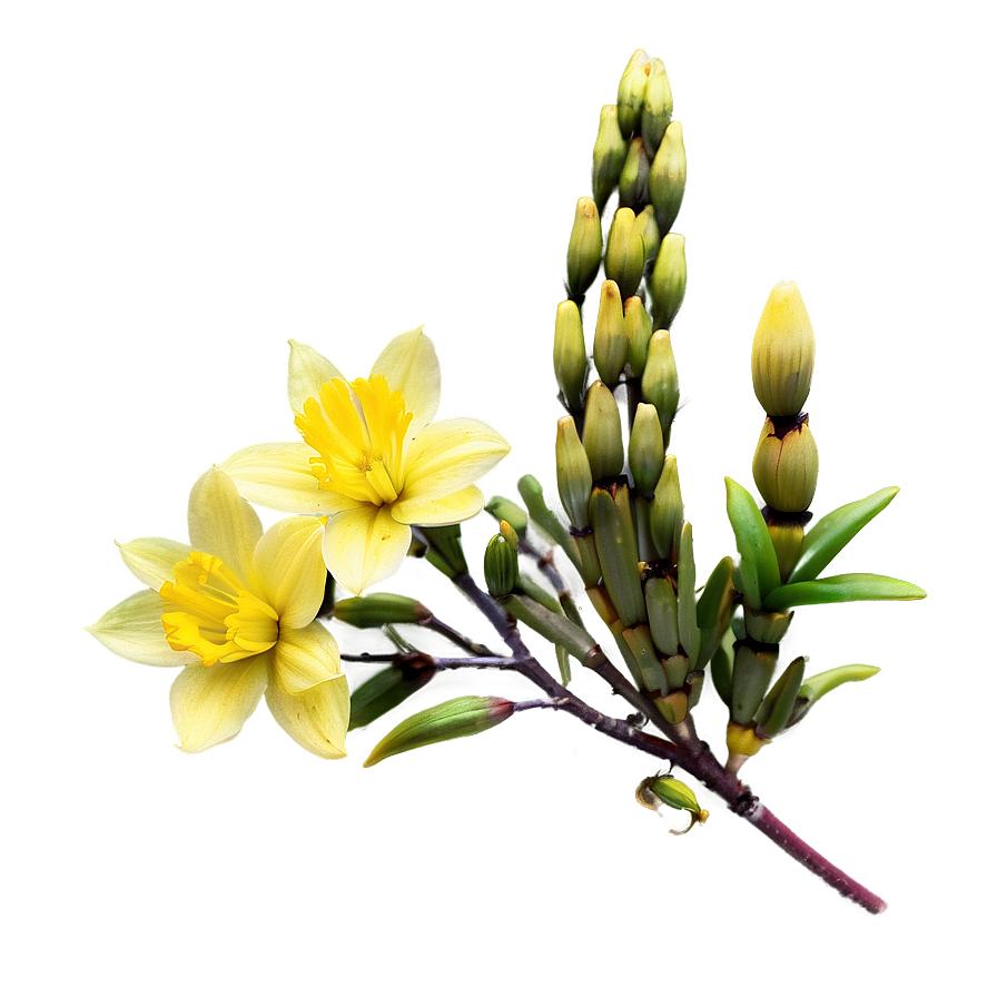 Yellow Blooms Png Fyq61 PNG Image