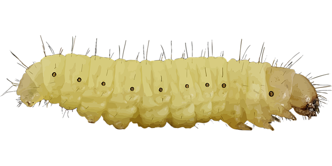 Yellow Caterpillar Black Background PNG Image