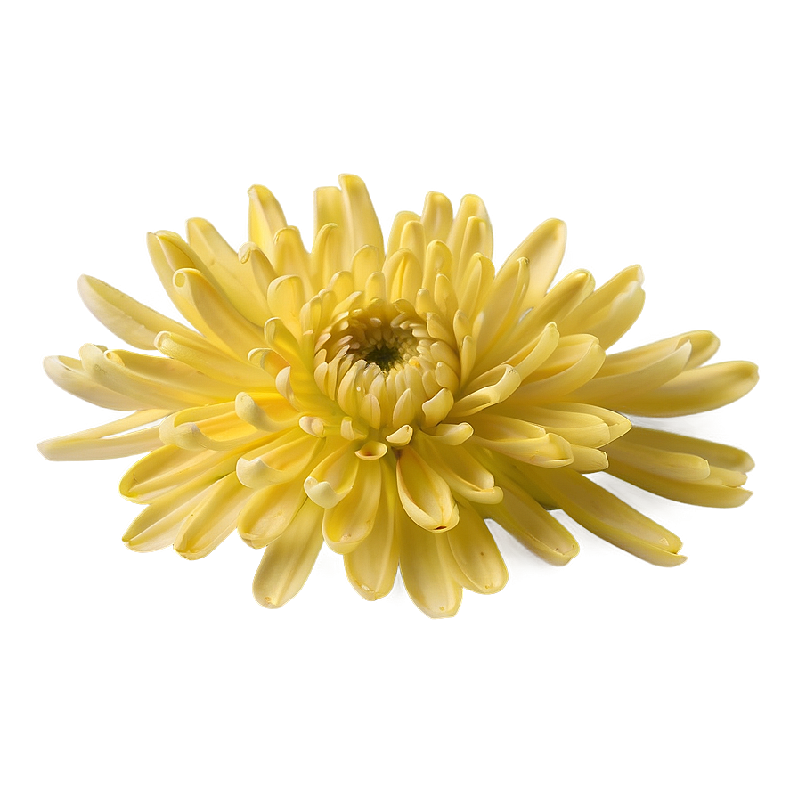 Yellow Chrysanthemum Petals Png 99 PNG Image